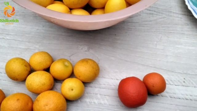 Цитрон с салатовой вариегатностью и кумкваты. Беларусь. смотреть онлайн