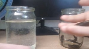 Как содержать пиявок.