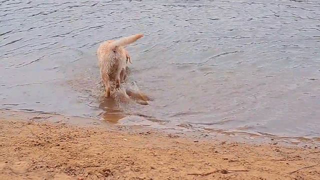 Щенок лабрадора плавает в речке|Labrador puppy play in the river|Funny Puppy|Милота|cute puppy смотреть онлайн