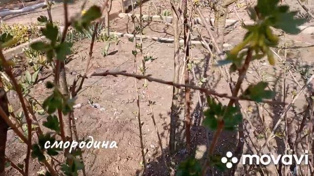 19 марта, цветëт кизил,начинает цвести чëрная смородина, мышиный гиацинт... смотреть онлайн