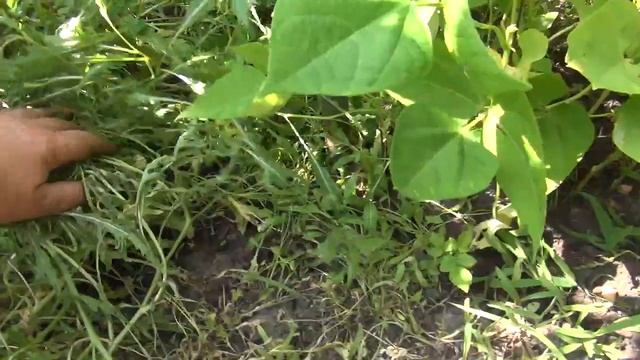 Что посадить под виноградом? Ежевикой? Уплотняем посадки. смотреть онлайн