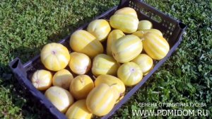 Это лучший Сорт Дыни Для Подмосковья и Северных районов