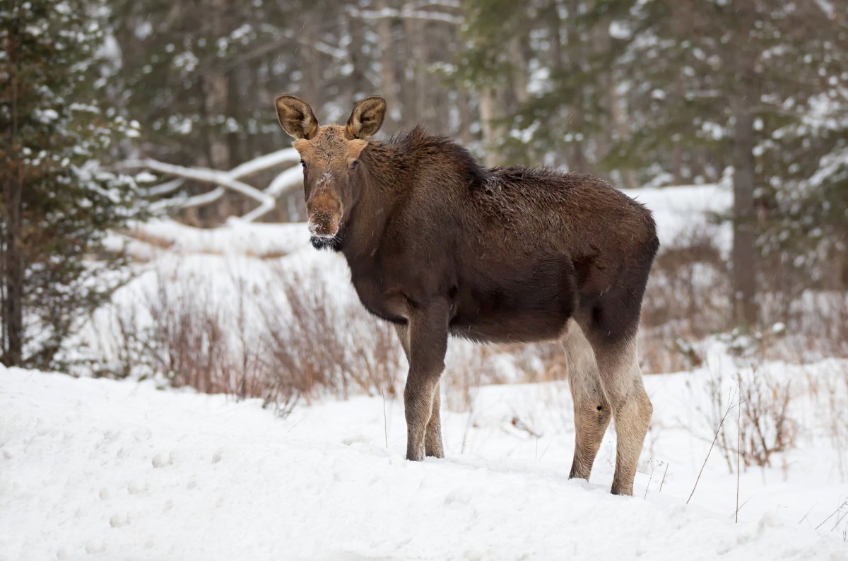 ОХОТА на ЛОСЯ ПОДНЯЛИ ЛОСЕЙ ОХОТА на ЛОСЯ с ПОДХОДА АКЕЛА ПРОМАХНУЛСЯ смотреть онлайн