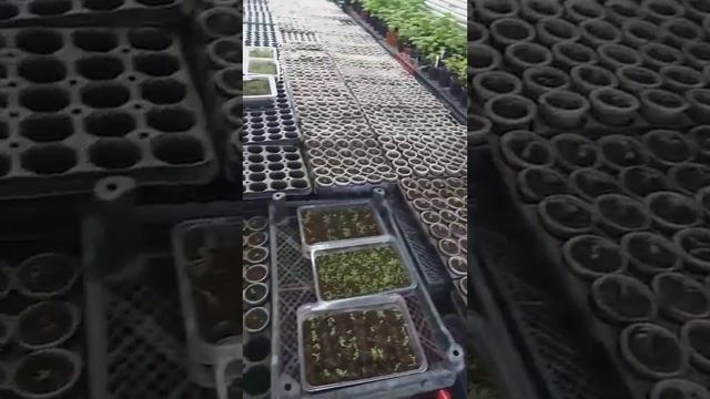 Выращивания рассады на Мансарде. смотреть онлайн