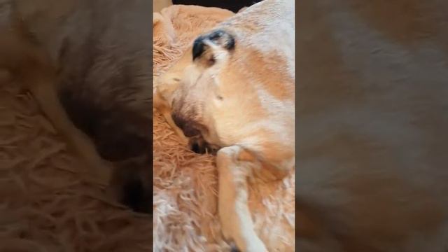 роды французского бульдога.Бусяня готовится стать мамой смотреть онлайн