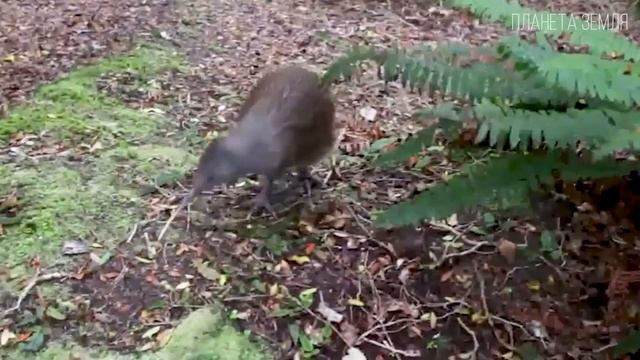 Киви: Доисторическая птица с самыми большими яйцами | Интересные факты про птицу киви смотреть онлайн