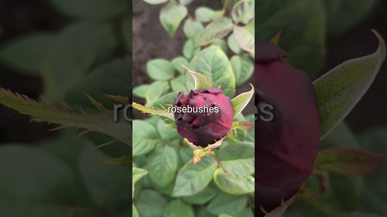 Grand Amore. Гранд Аморе @rose_bushes161 смотреть онлайн