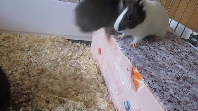 Морские свинки и папа свин хорошие домашние животные, доверчивые и добродушные смотреть онлайн