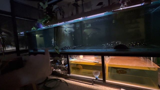 Перегородки в аквариуме на 4000 л смотреть онлайн