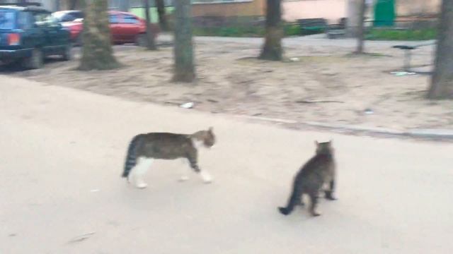 Как коты дерутся на улице смотреть онлайн