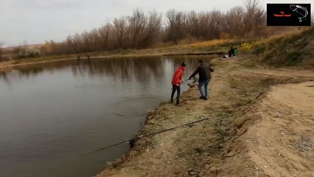 Платная рыбалка, пруд Чёрные камни 15.10.20г. Форель. смотреть онлайн