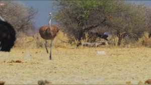 Страусы - тайны жизни больших птиц