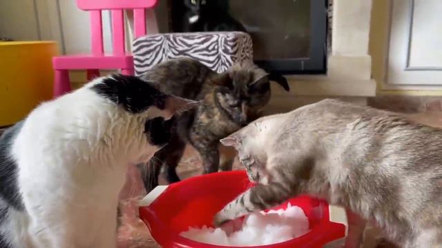 Gatos Luna y Estrella ¿la Reina del hielo por 24 horas nos quiere congelar? / Videos de gatitos смотреть онлайн