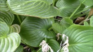 Хоста подорожниковая.  Хоста от цветения до семян.