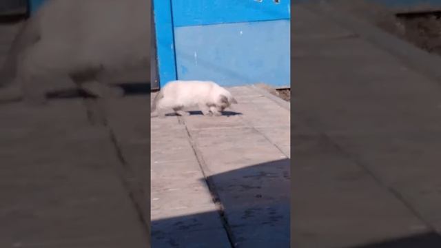 Кот танцует под музыку смотреть онлайн