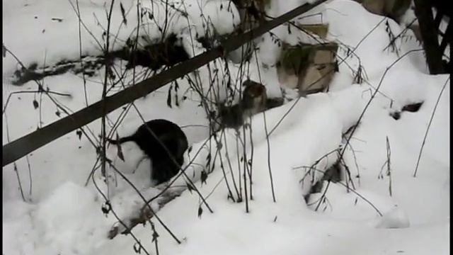 Щенки метисы немецкой овчарки в дар. смотреть онлайн