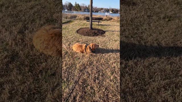В американской деревне . Гуляю с собакой . смотреть онлайн