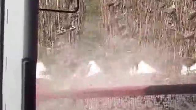Klaas Tukano 450 уборка подсолнечника смотреть онлайн