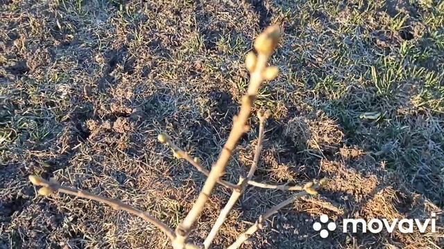 Дача 16 апреля смотреть онлайн