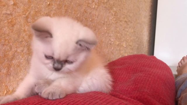 Британский котёнок кот лилак поинт в British House питомник смотреть онлайн