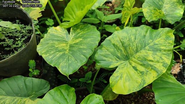 Ráy vàng var cực đẹp giá chỉ từ 500k - alocasia gageana aurea смотреть онлайн
