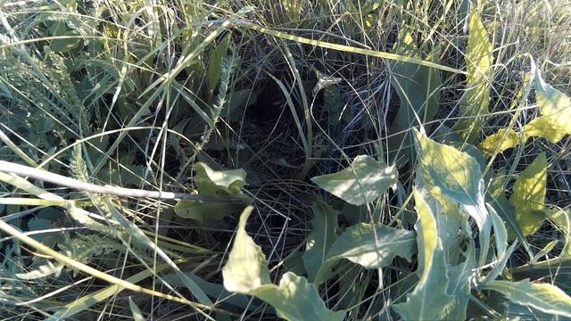 Чекан 150612 2 у реки 15 06 12 sj по движению 2 смотреть онлайн