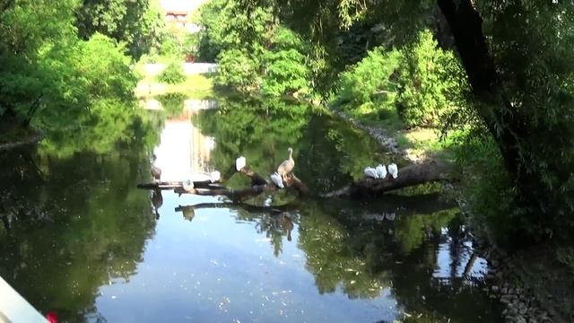 Пеликаны (Pelicans) смотреть онлайн