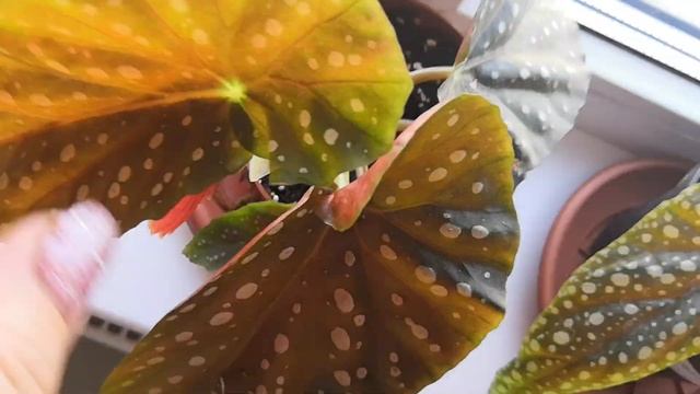 Обзор растений на подоконниках. ?☘️?#комнатныерастения #обзоры #бегонии #бегония смотреть онлайн