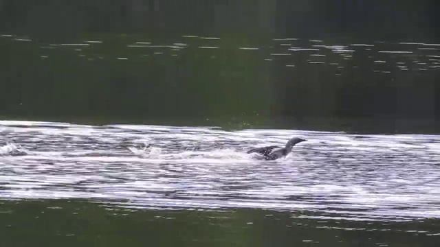 Гонки. Гагары на озере (часть 1) смотреть онлайн