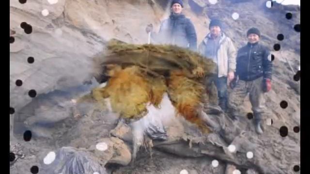 МАМОНТ ЖИВОЕ ИСКОПАЕМОЕ!, MAMMOTH living fossil ! смотреть онлайн