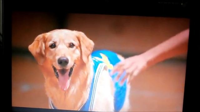 Vlog:Животные/Вкусняшки/Команды/Куры. смотреть онлайн