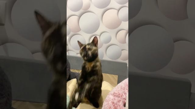 Москвич и Мурёна, наши ленивые игры ?бегать будем когда хозяева лягут спать? смотреть онлайн