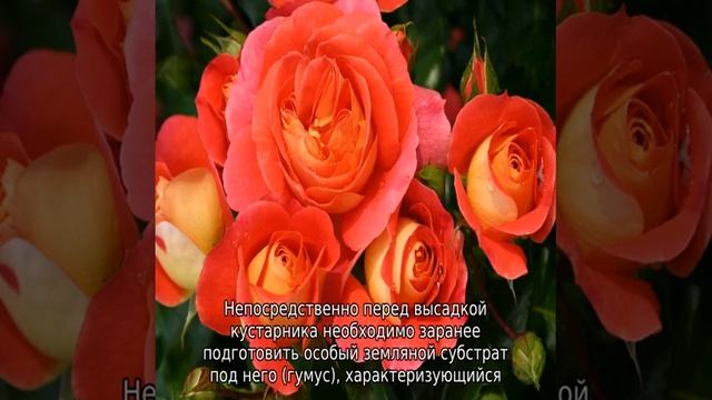 Роза Братья Гримм смотреть онлайн