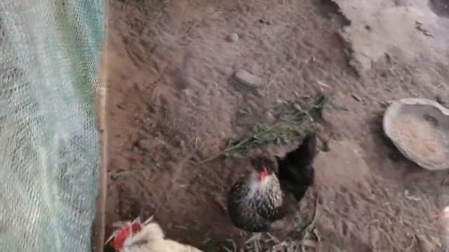 Будни с птицей ::: от Самой красивой до самой быстрой::: #павлины #страус #чистопородныекуры смотреть онлайн