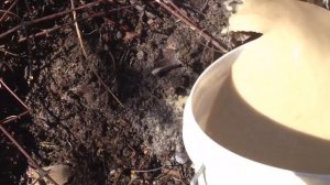 Клематисы весной. Покупка, посадка, уход.