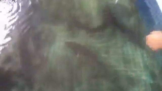 Август 2016 - нам 2 года, вес 2,100 кг. смотреть онлайн