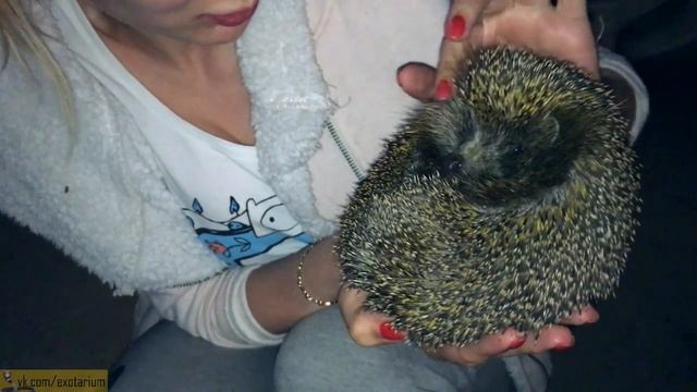 Ёжик завис посреди дороги, пришлось спасать смотреть онлайн