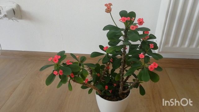 МОЛОЧАЙ МИЛЯ цветёт. Мой уход. смотреть онлайн