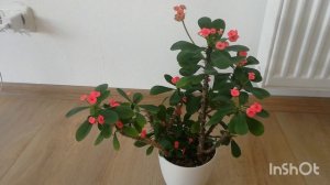 МОЛОЧАЙ МИЛЯ цветёт. Мой уход.