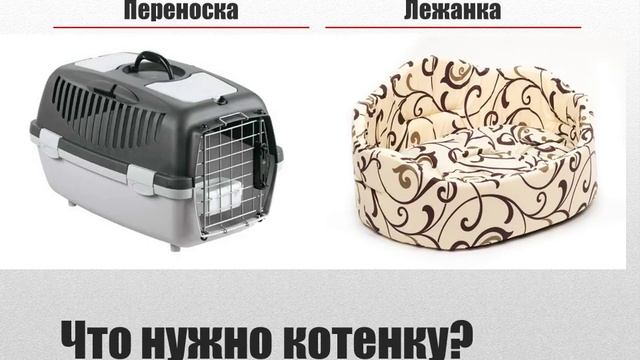 Вы приобрели котенка мейн куна смотреть онлайн