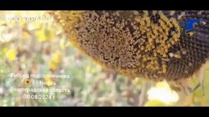 Гибрид подсолнечника F1 Нефть