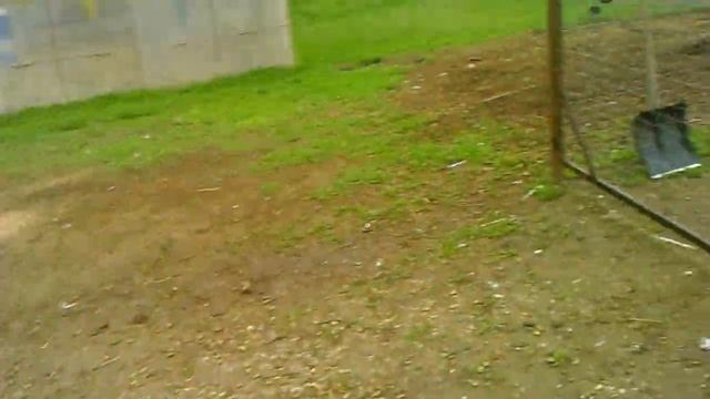 Продаю племенную птицу(индоутки,индюки,гуси,куры-Маран,Мехеленская кукушка) смотреть онлайн