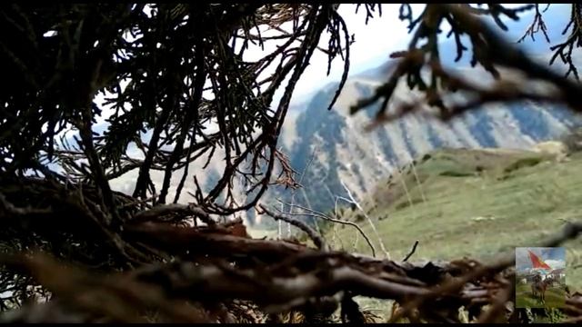 Как поймать ястреба?goshawk  Trap Falconry In Kyrgyzstan