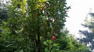 колоновидная слива Блю свит