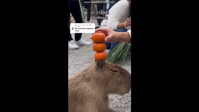 КАПИБАРА 2023 смотреть онлайн