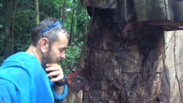 снос огромного ядовитого дерева, поражённого фикусом удушающим. расчистка участка под новый дом смотреть онлайн