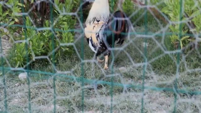 Отдых в Кьянти 2020 || Как мы пекли пиццу в печи || Сходили в минизоопарк смотреть онлайн