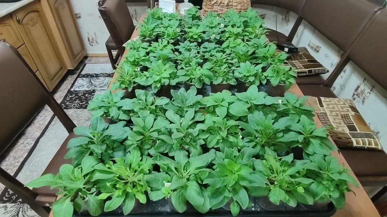 Как правильно и чем удобрять петунию для хорошего роста и развития. Рассада петуний будет здоровой. смотреть онлайн