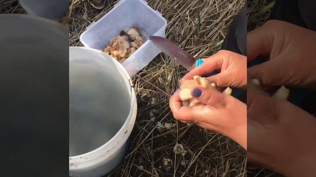 Спизула Сахалинская смотреть онлайн