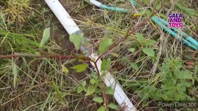 Mancing ikan lele besar dikolam, ikan hias, ikan cupang, ikan mas, ikan koi, kura-kura bebek.part58 смотреть онлайн